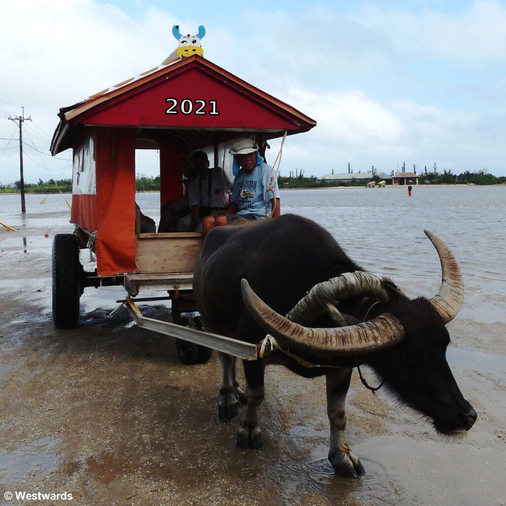 Ox cart with 2021 sign