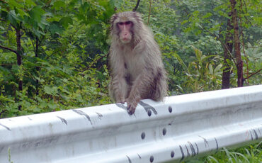 Wet monkey sitting on a guard railing