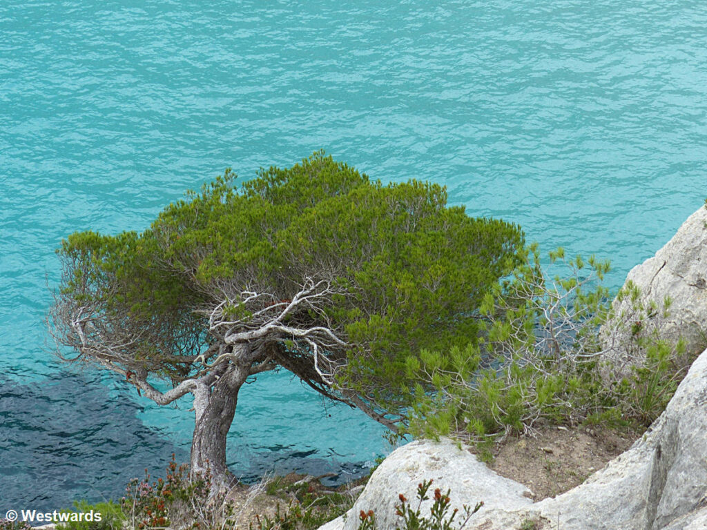 Trees and turquoise-blue water at the Cala Macarellata