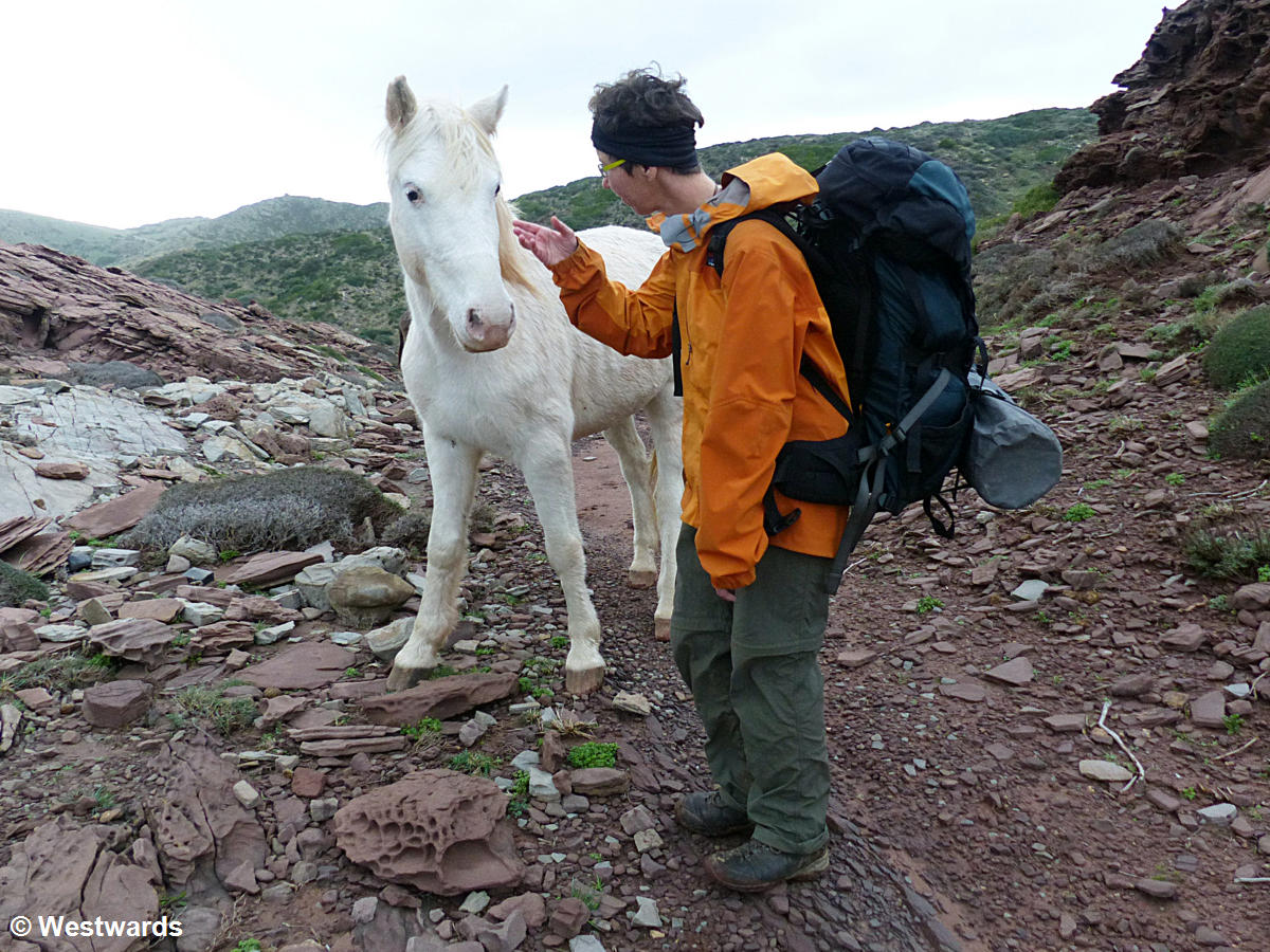 travel blogger Natascha encountering a white mule while hiking the Cami de Cavalls 