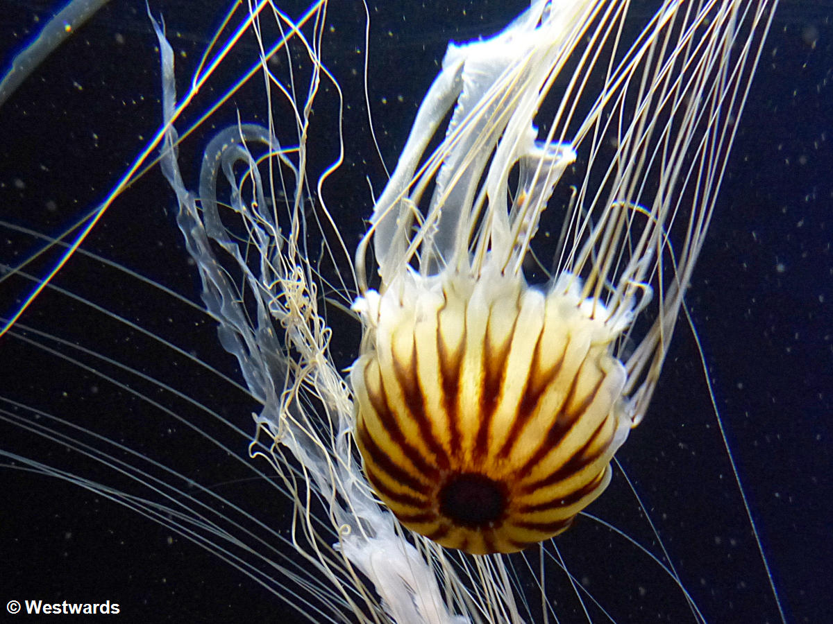 Jellyfish in Stralsund Ozeaneum - not to miss on a visit to Stralsund
