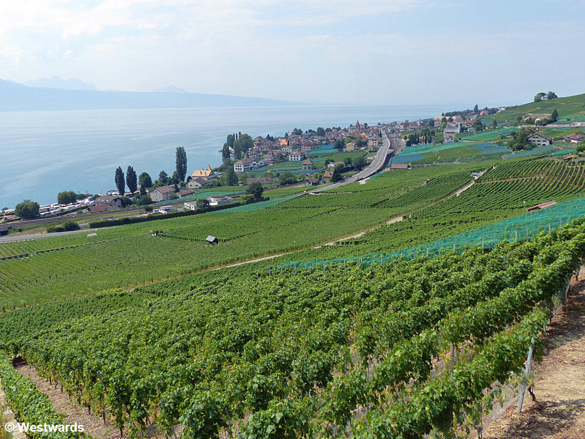 view over Lac Leman, from walking in the vineyards of Lavaux
