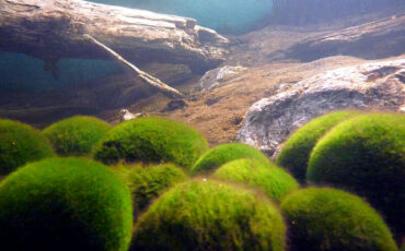 Akanko Marimo Observation Center