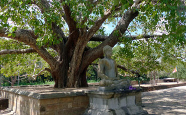 Meditating Buddha under a tree