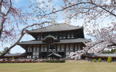 View on Todaiji Tempel with cherry blossoms