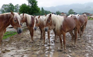 Wet Haflinger horses standing in the mud