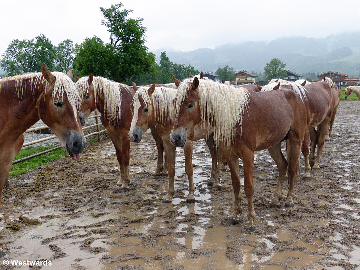 Haflinger horses in Ebbs on a rainy day