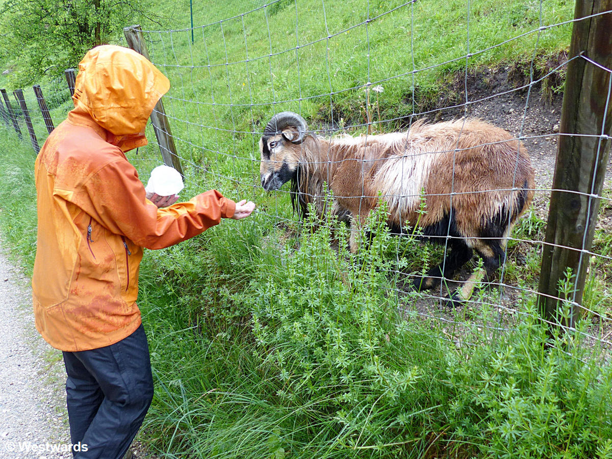 Natascha feeding a goat in the animal park of Wildbichl as part of our guidebook research