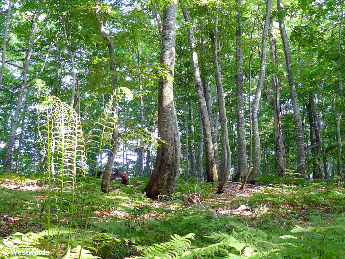  Dakedaira area with ferns