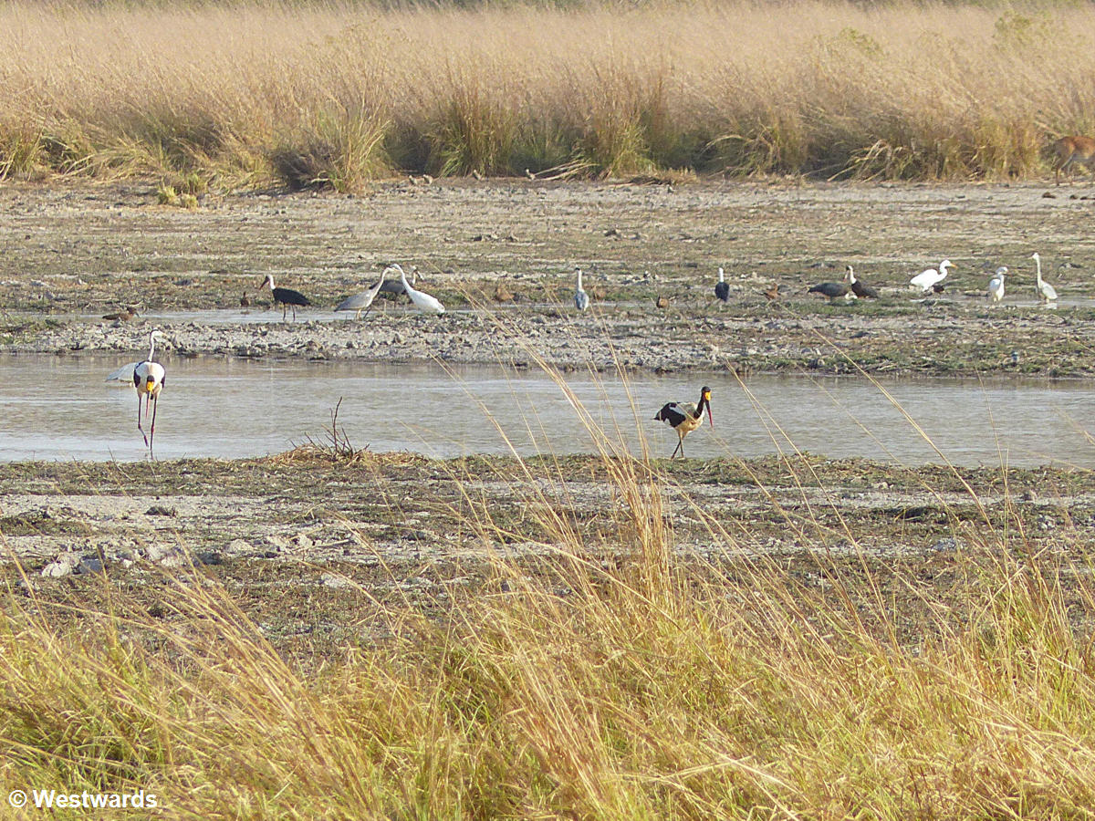 Water birds in the  Pendjari National Park
