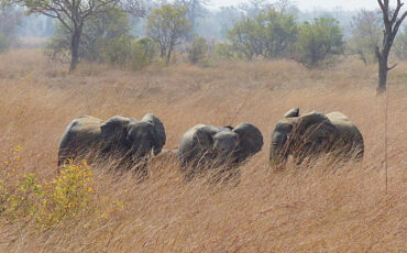 Elephants surrounded by yellow high gras