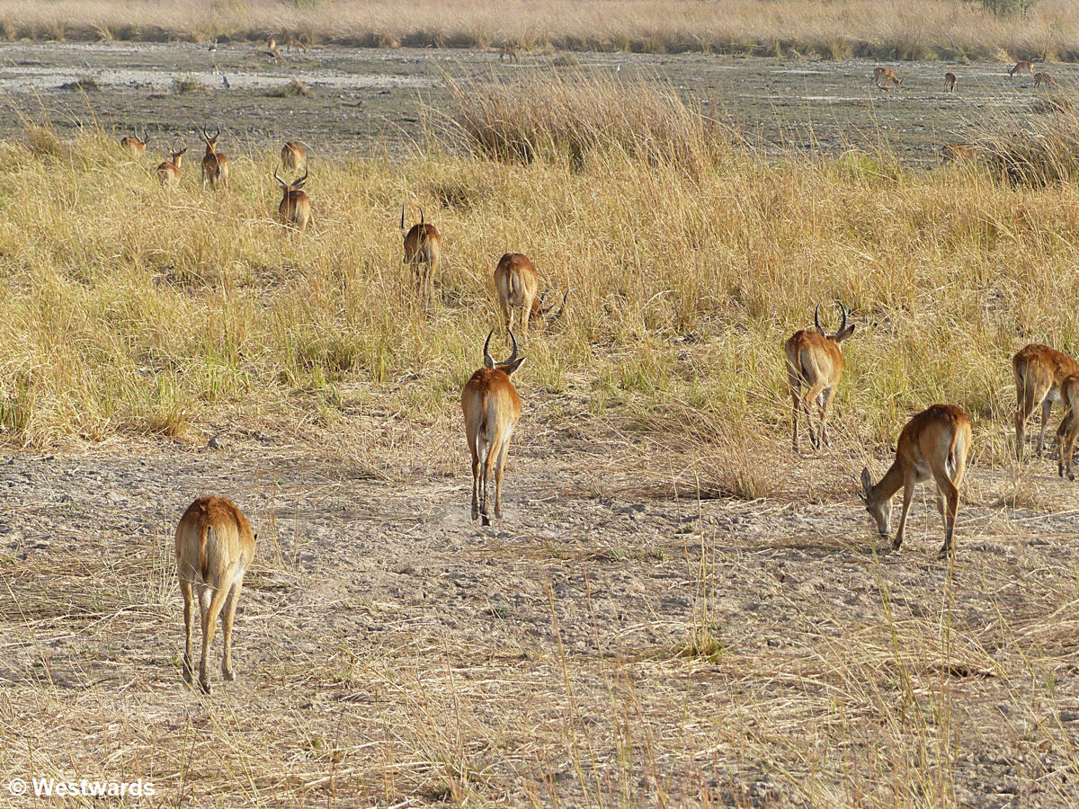 Gazelles are too fast for the lazy lions in the Pendjari National Park