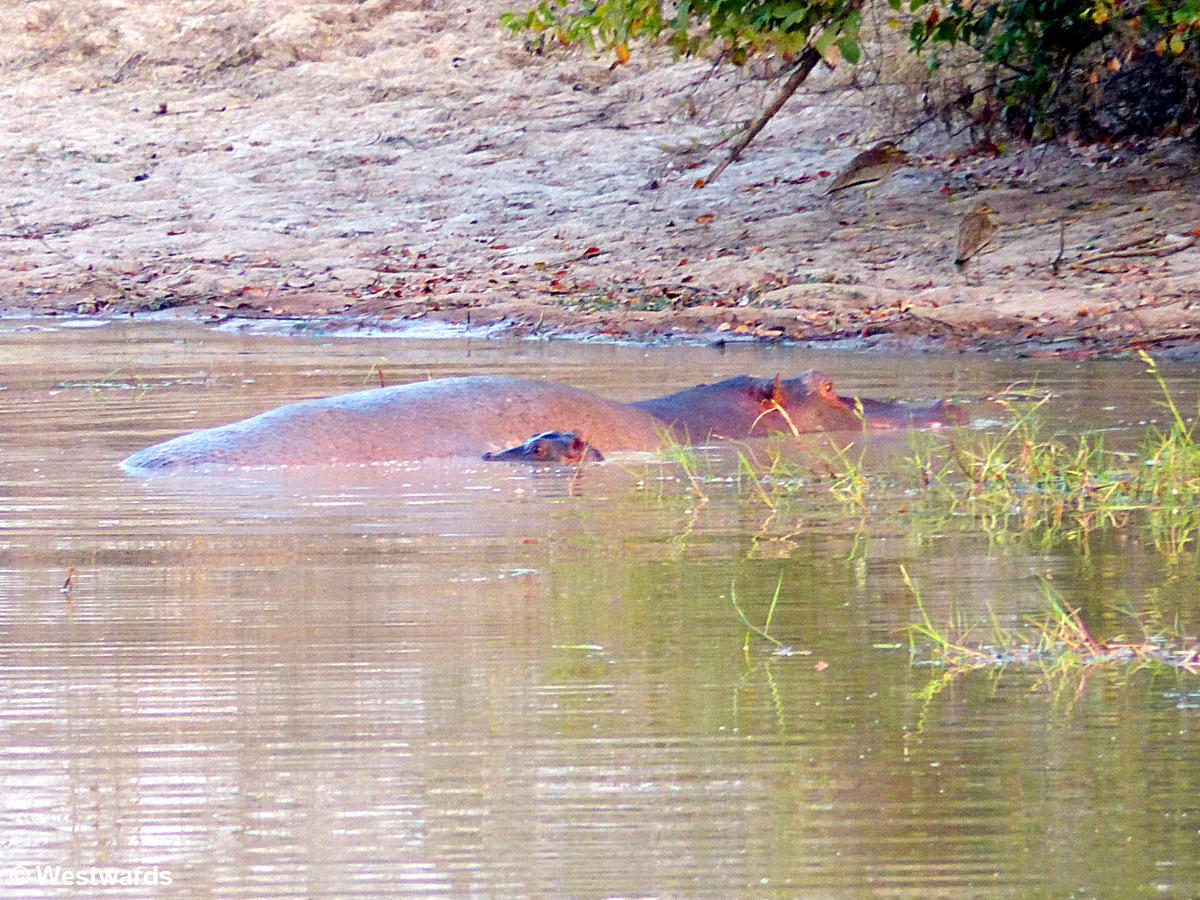 A Hippo and a baby hippo in the Pendjari National Park!