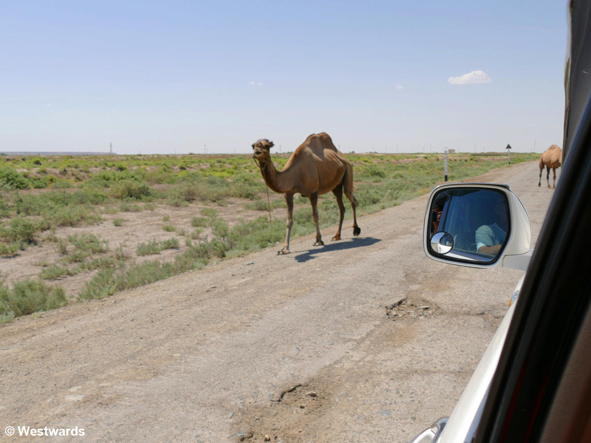 Camels encountered on our trip to the Aral Sea