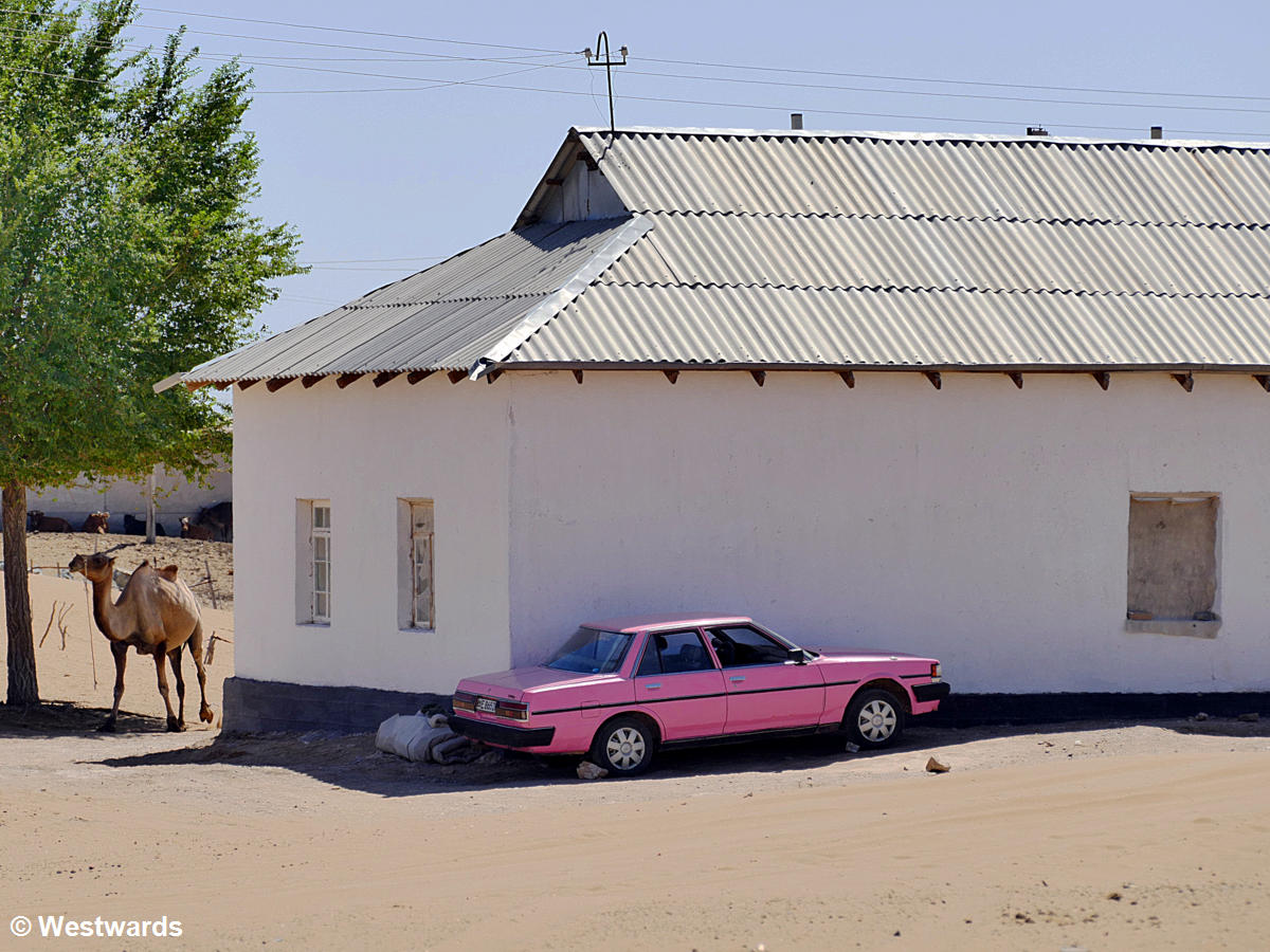 A camel and a pink car in front of a house in the desert