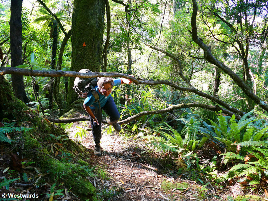 Highlights of New Zealand The North Island Westwards