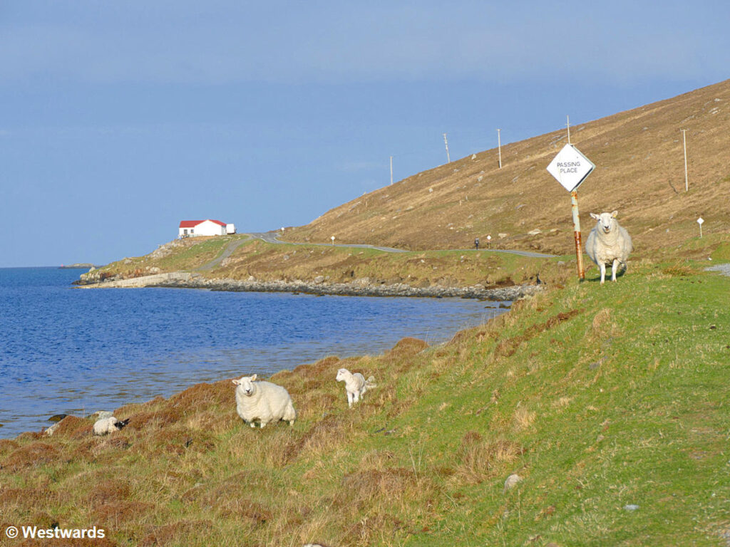Sheep on Vatersay island