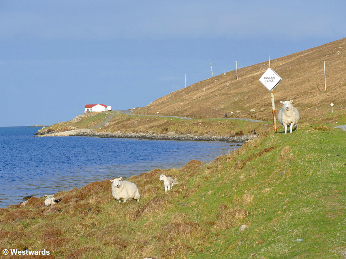 Sheep on Vatersay island on our 2019 travels to Scotland