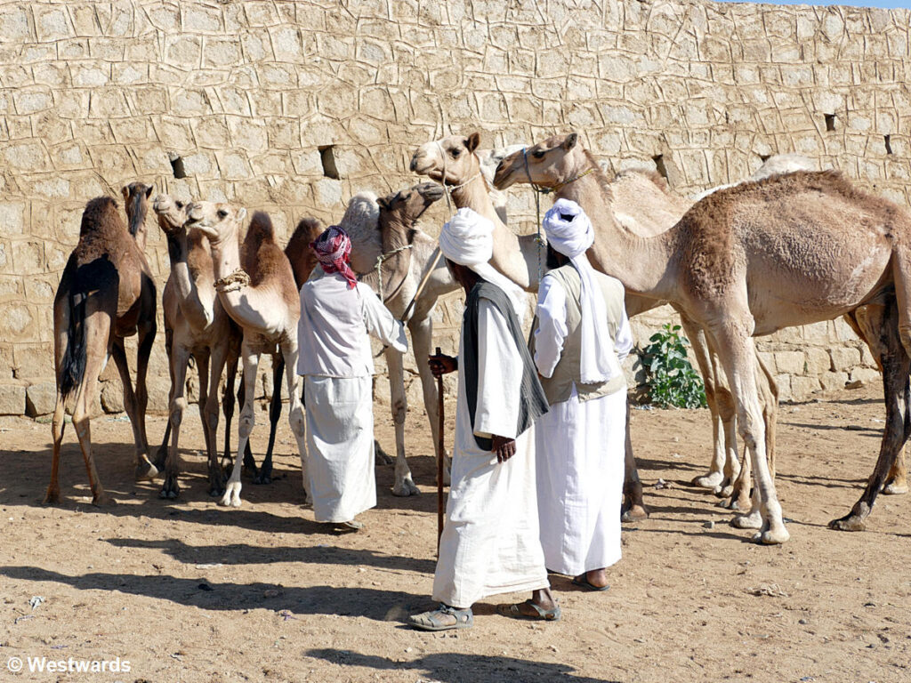 Men selling camels at the camel market in Keren, a highlight of travelling in Eritrea