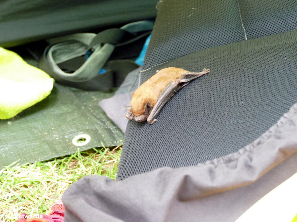 A small bat tangled its feet in the mesh of a lifeguard vest