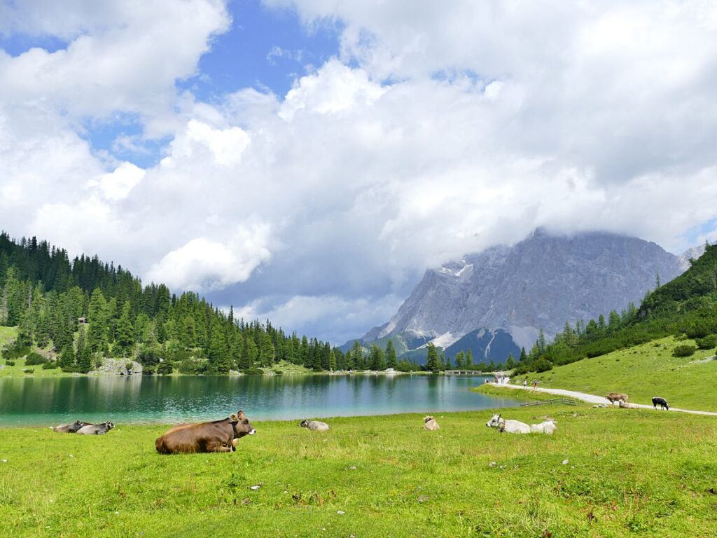 Seebensee with cows in Austria
