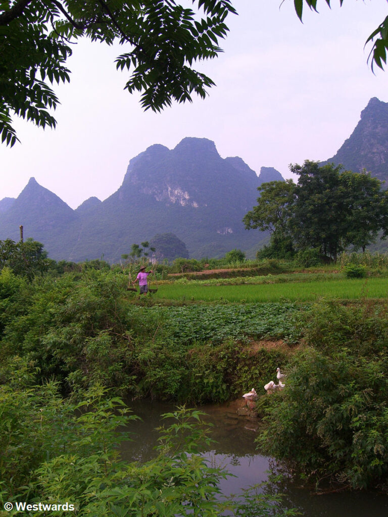 Landscape with rice paddys and mountains in Yangshuo