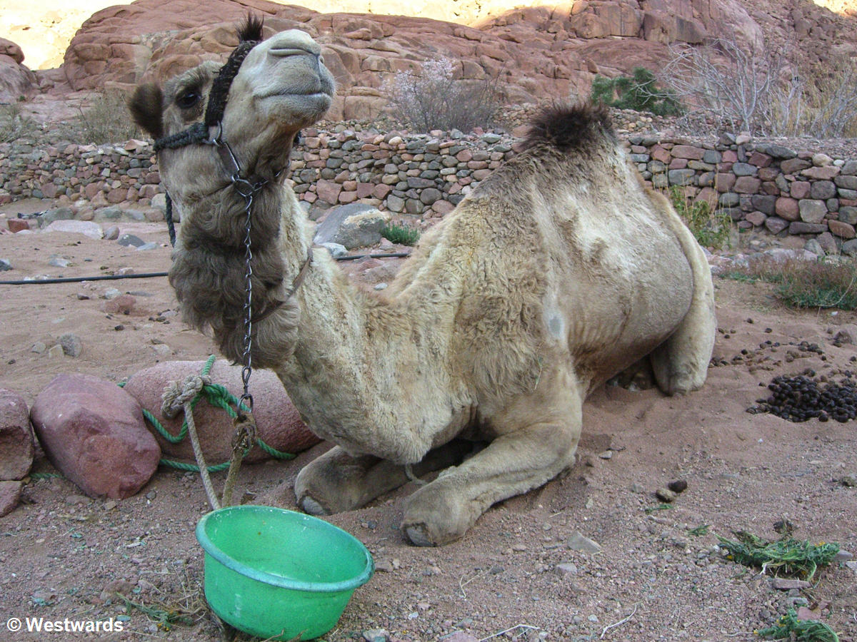 20070313 Sinai Trekking Camel