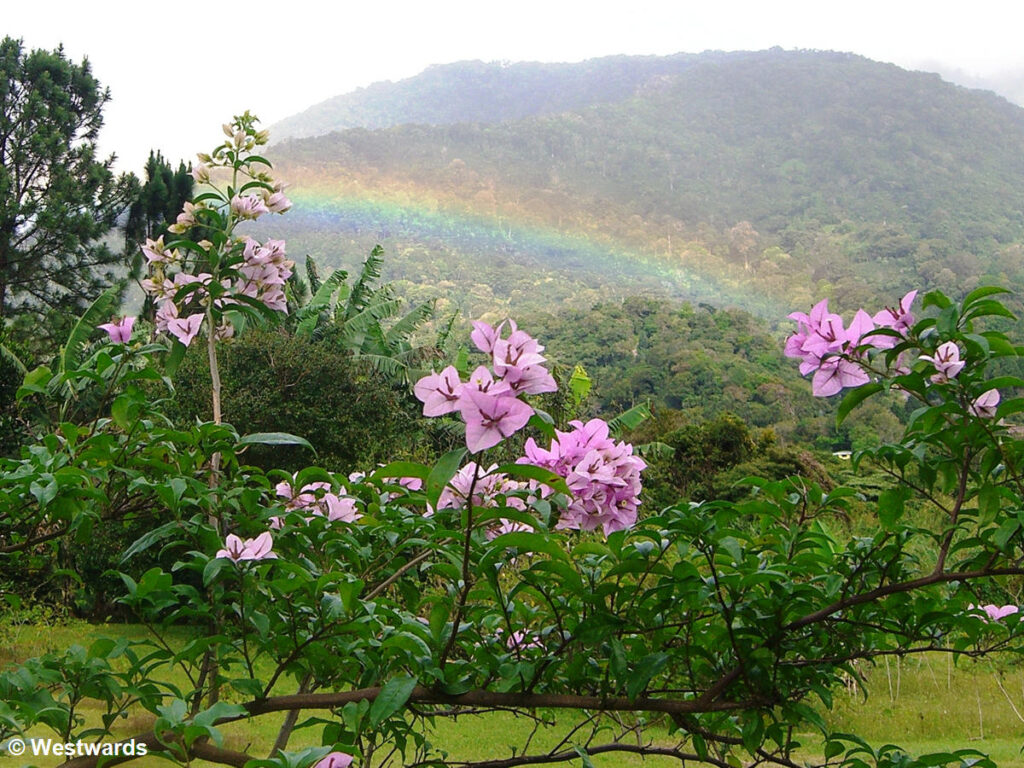 rainbow over flowers and a mountain 