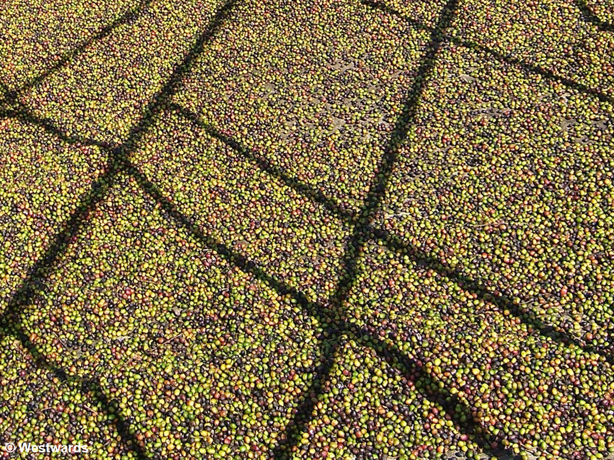 Drying coffee beans
