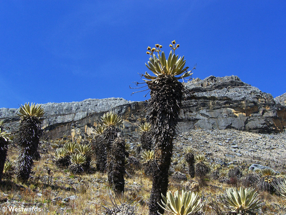 Succulents and rocks in El Cocuy National Park