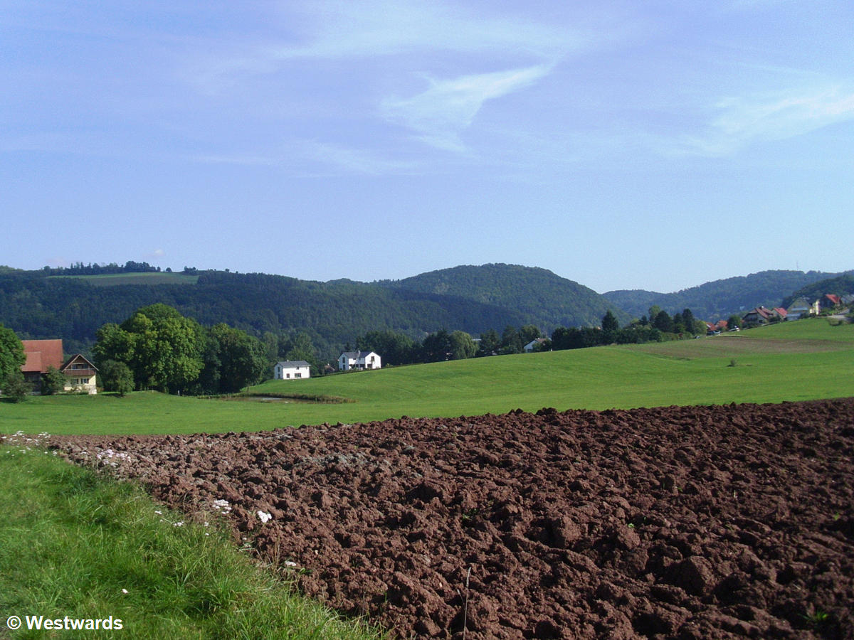potato field with hills