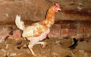 almost featherless chicken in a chicken retirement home