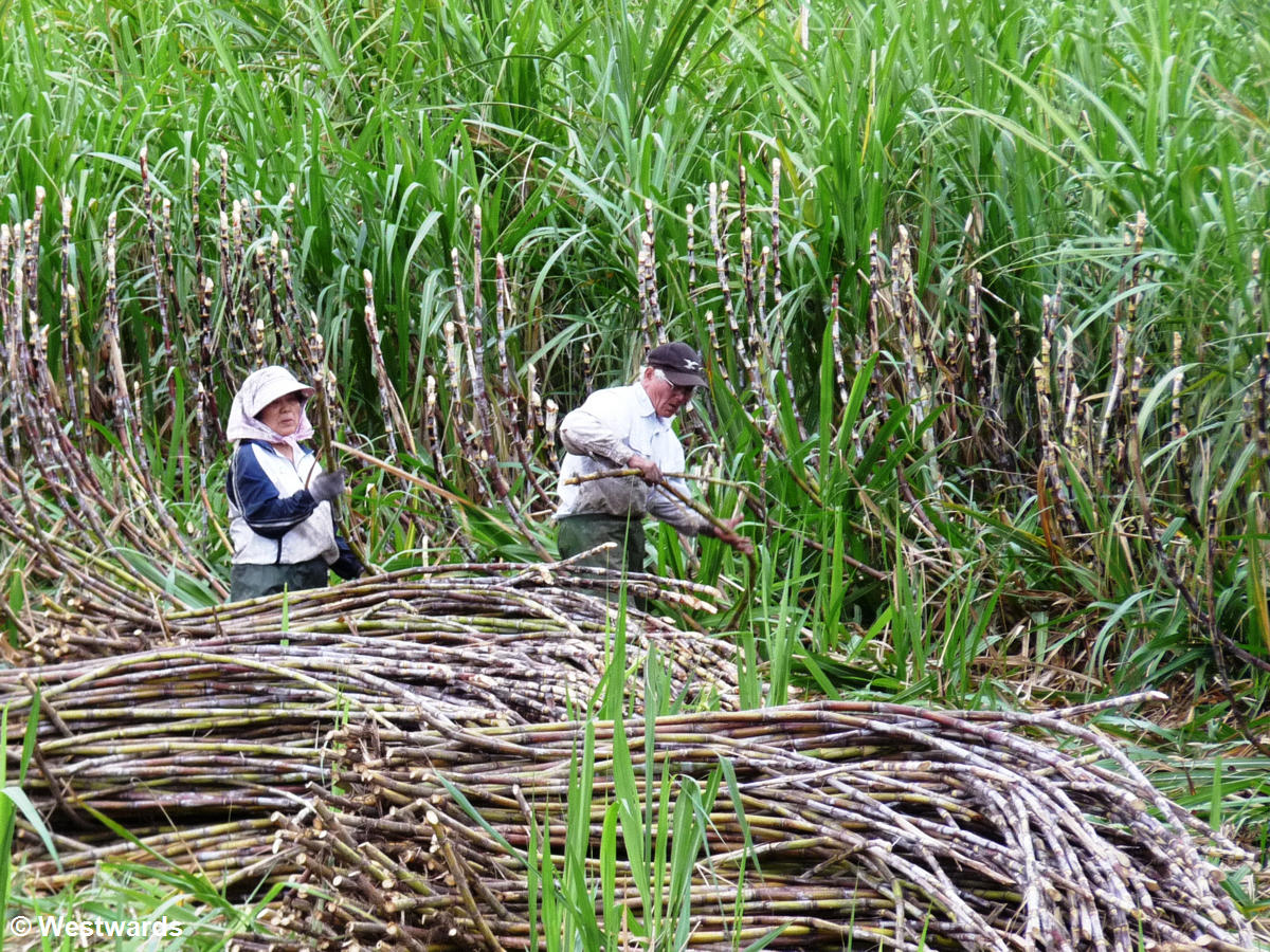 Elderly people cutting sugar cane on Ishikgaki Island