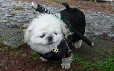Small dog dressed up as ninja