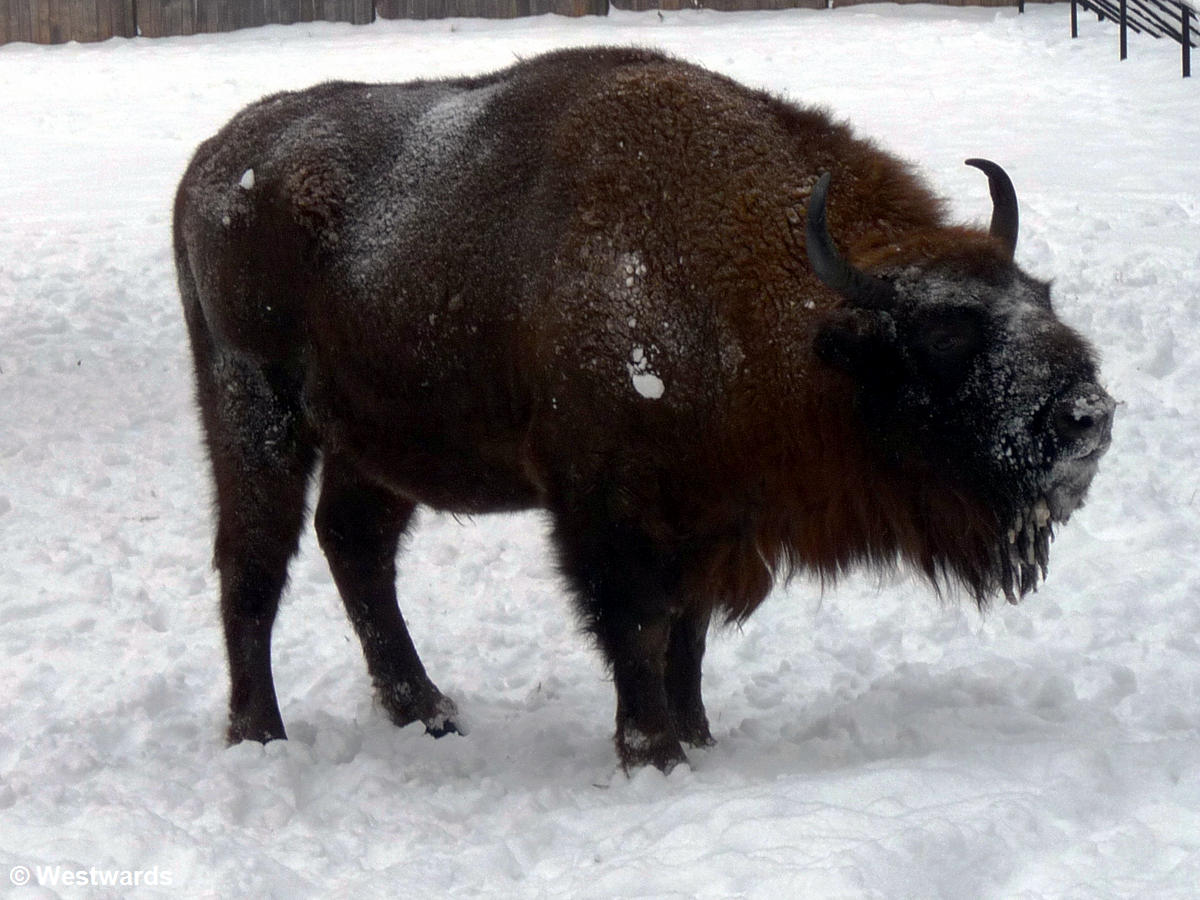 Wisent in winter, in Poland's Bialowieca Reserva
