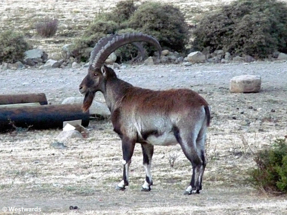 Walia Ibex near the Chennek campsite