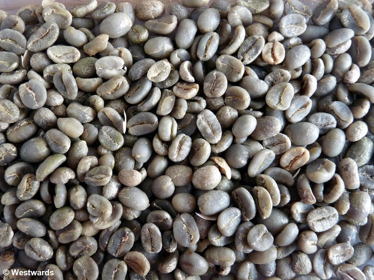 20120121 Hacienda Venecia coffee beans 1310211