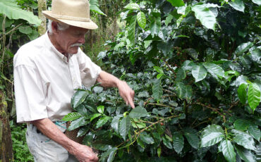 Coffee farmer Don Elias picking coffee berries