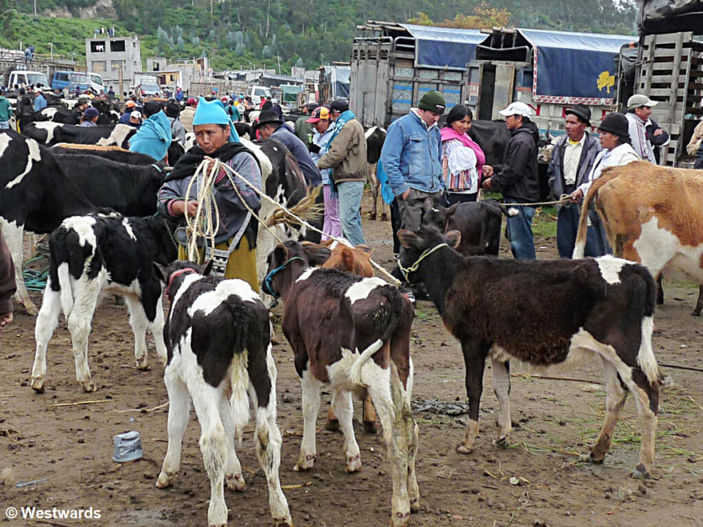 20120204 Otavalo Saturday market animal market 1310950