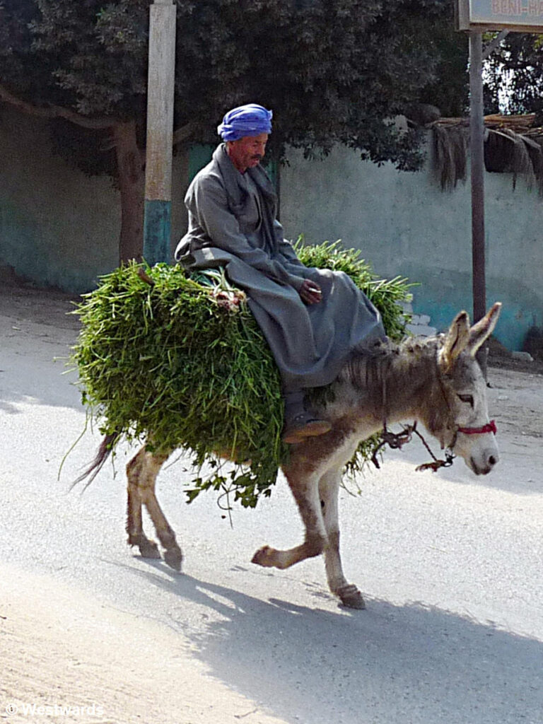 Egyptian riding on a donkey with a lot of green fodder