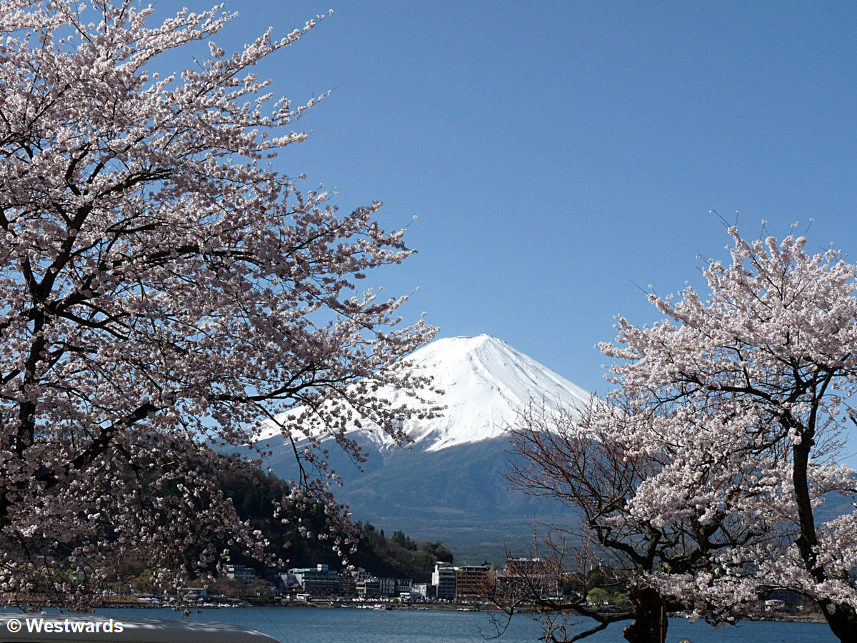 Kawaguchiko with cherry blossoms and Fuji-san