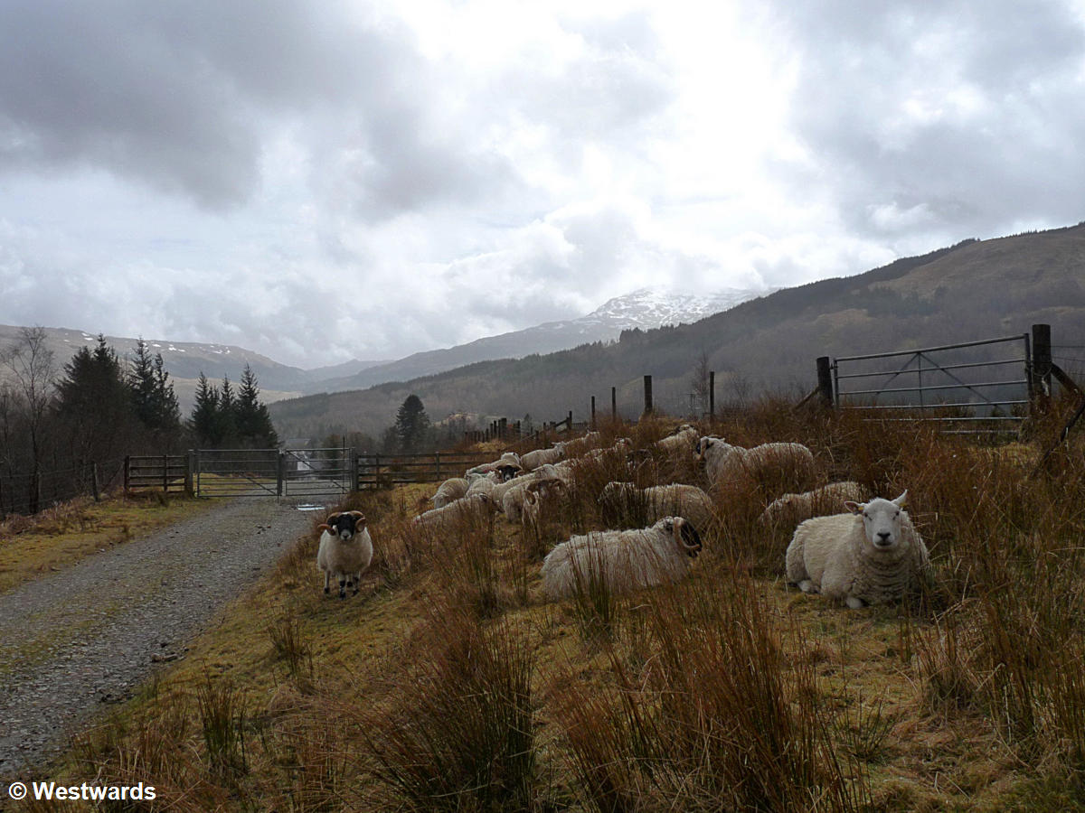 20130422 Tyndrum to Bridge of Orchy sheep P1430044