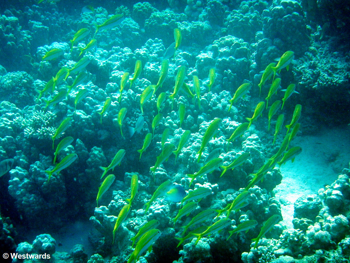 swarm of green fish in winter, Soma Bay