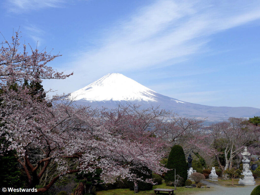 Fuji-san with cherry blossoms seen from Gotenba Heiwa Koen