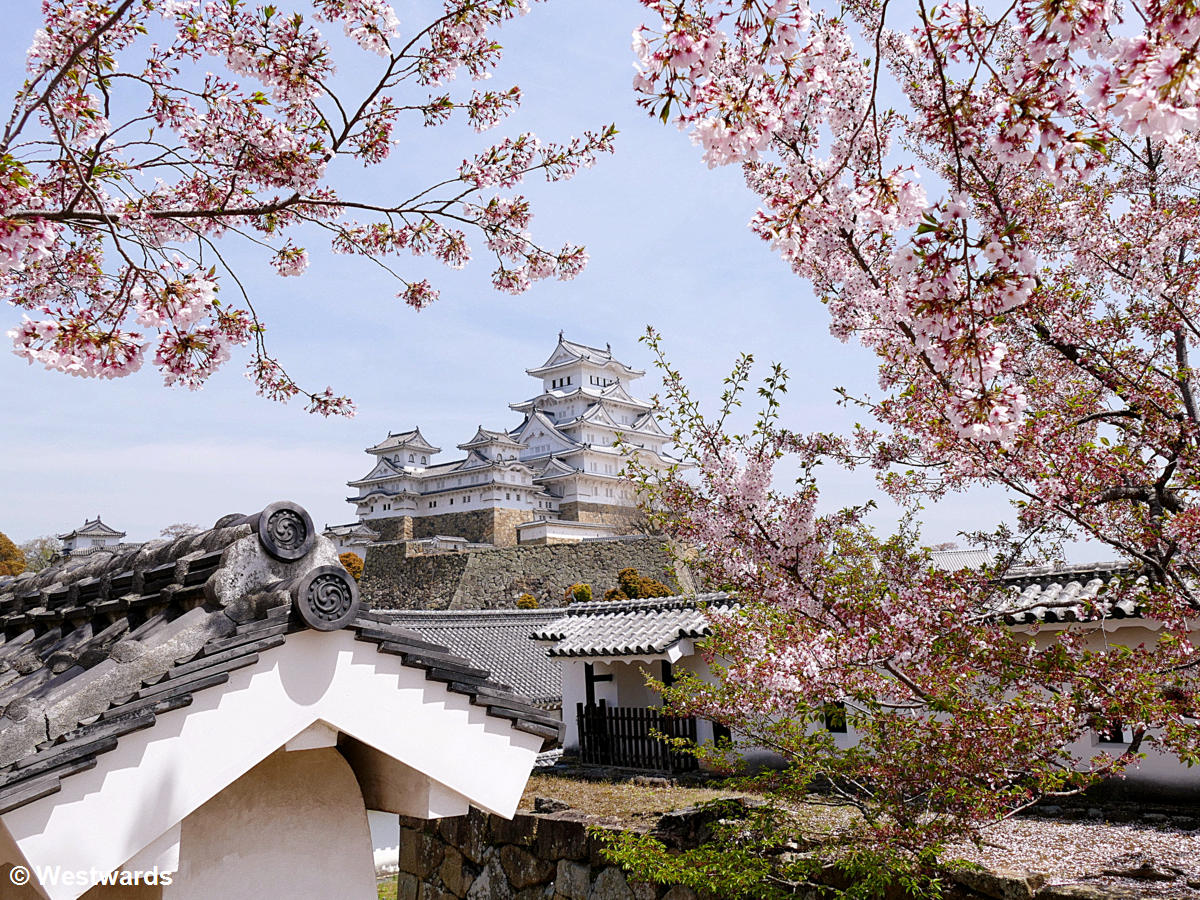 Himeji castle with cherry blossoms