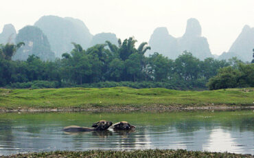 Water buffaloes in the Li River, with karst mountains
