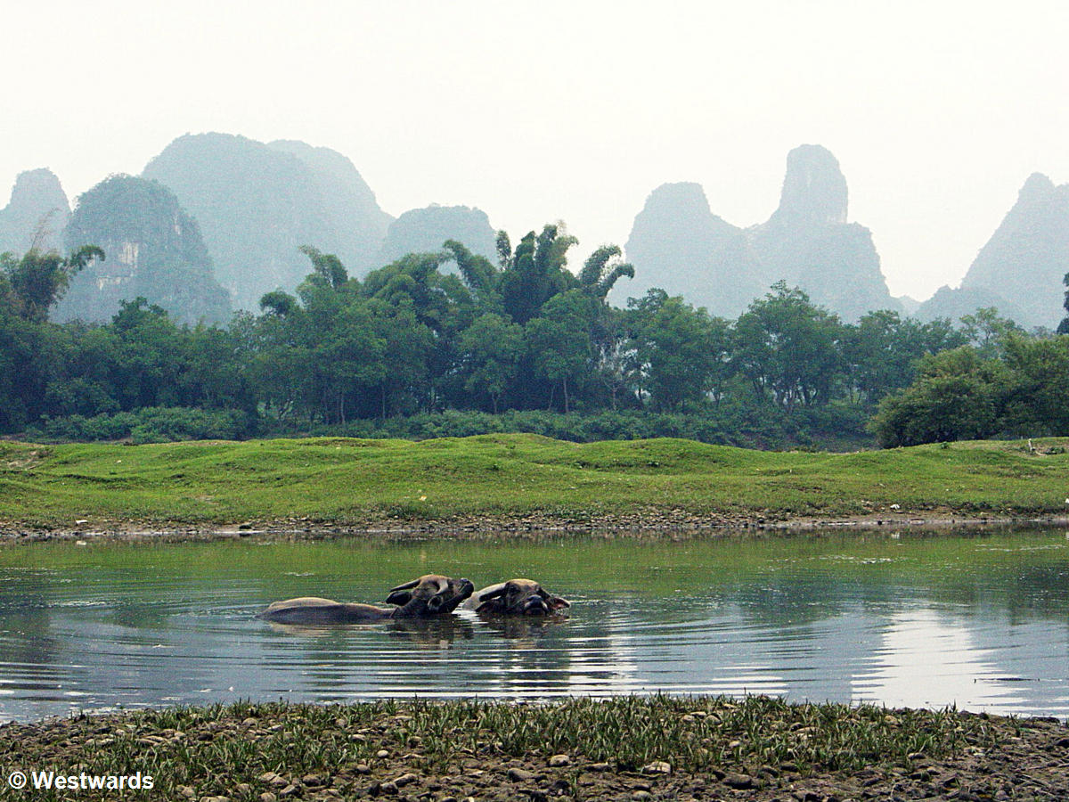 Water buffaloes in the Li River, with karst mountains