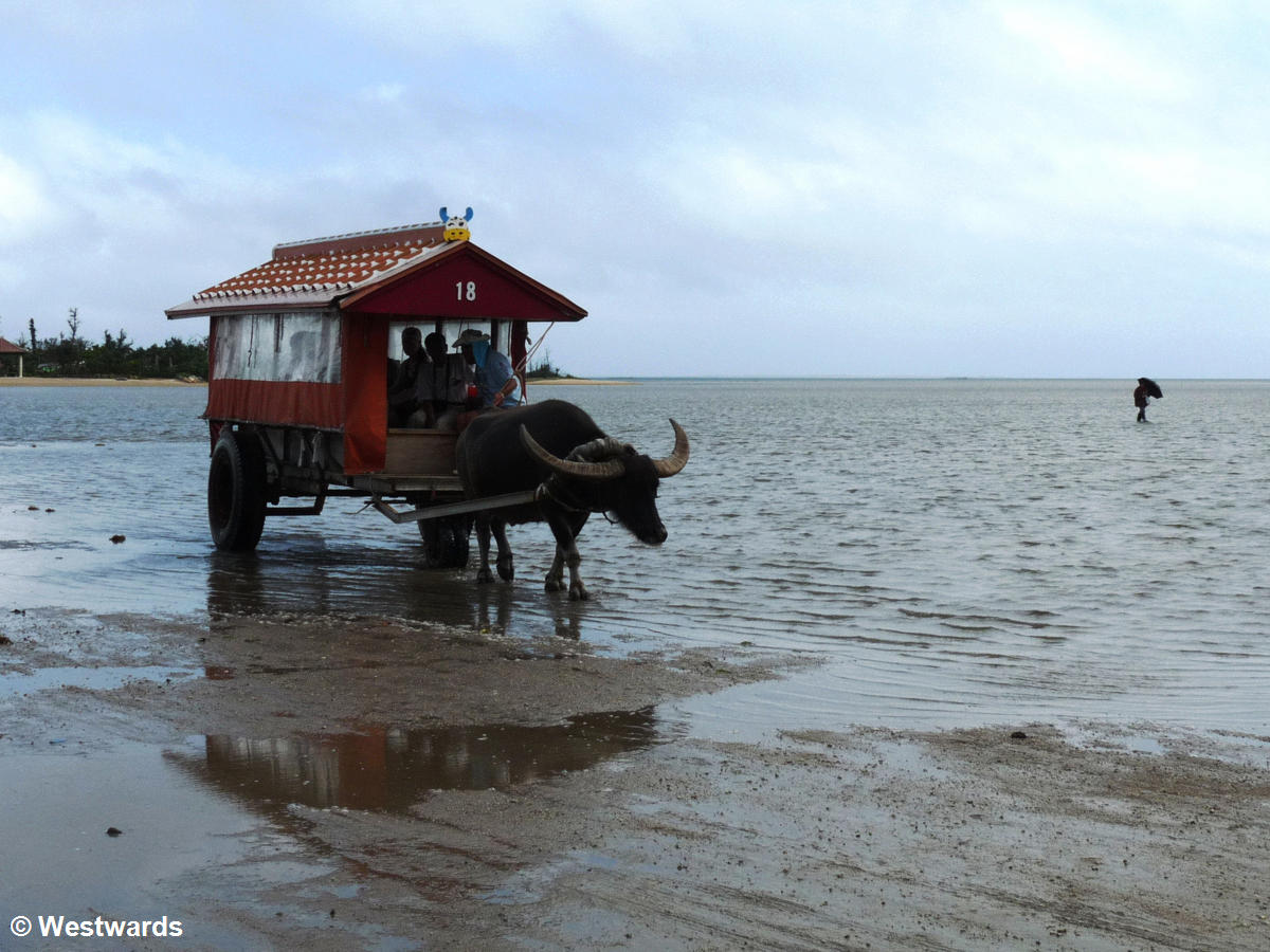 Water buffalo drawing a cart through the sea on Iriomote Island