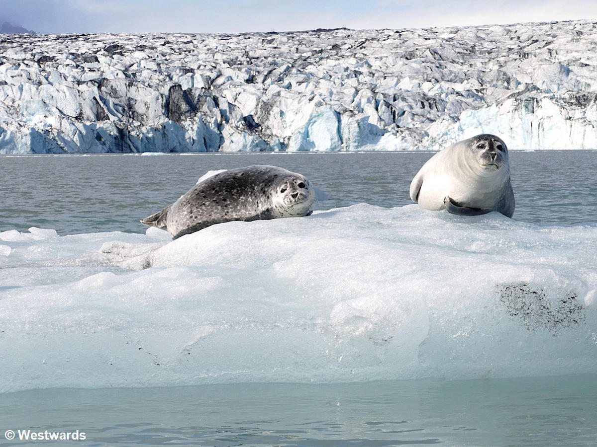 Seals watching tourists in the Joekulsarlon Lagoon