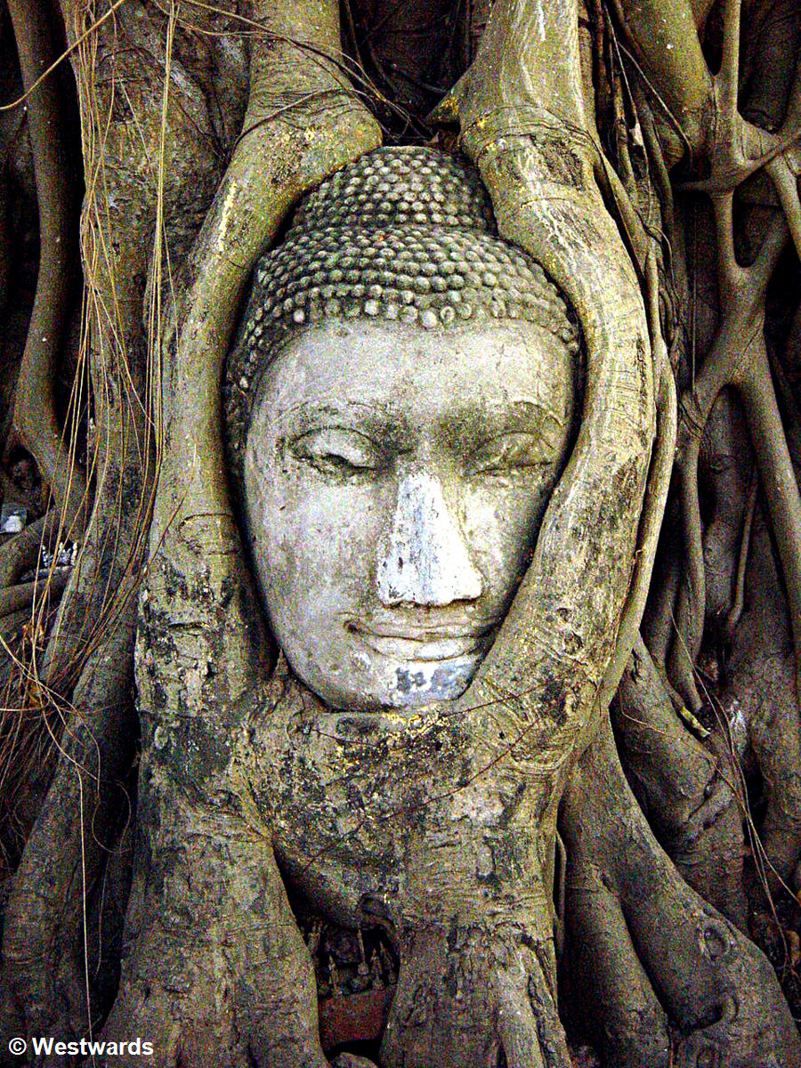 Buddha in a tree, a famous sightseeing image at Ayutthaya Wat Phra Mahatat